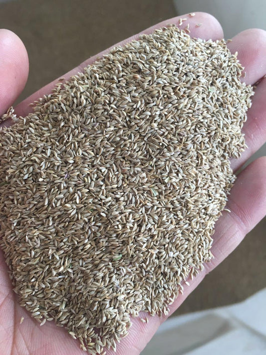 NEW BIG Bermuda Golf Lawn Grass Seeds 500grams ( 300,000 seeds ) - Basic Farm House