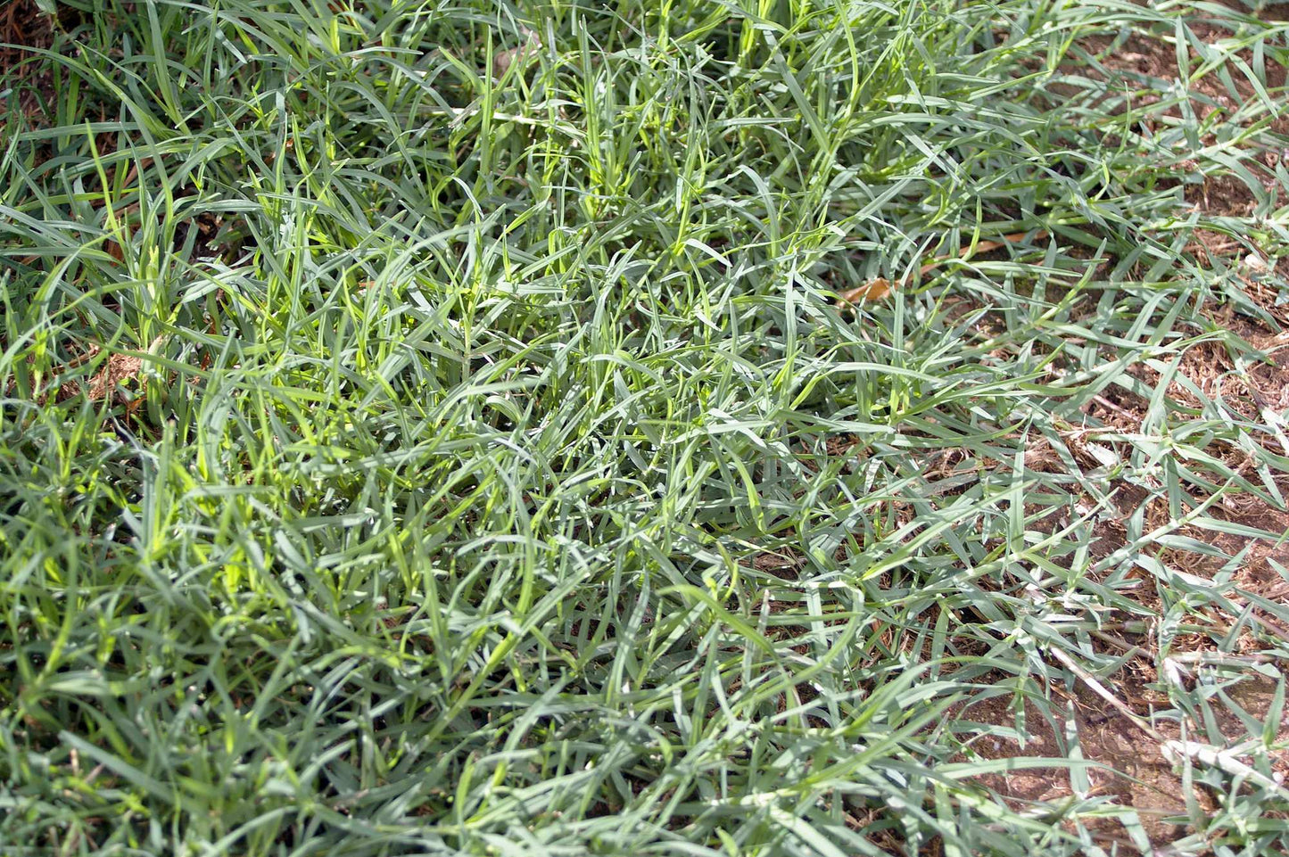 TRIAL PACK NEW BIG Bermuda Golf Lawn Grass Seeds 50grams ( 25,000 seeds ) - Basic Farm House