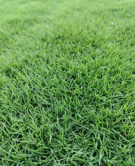 TRIAL PACK NEW BIG Bermuda Golf Lawn Grass Seeds 50grams ( 25,000 seeds ) - Basic Farm House