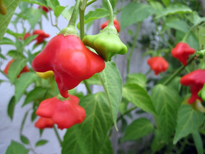 Bishops Crown Chili Pepper Vegetable Seeds ( 100 seeds ) - Basic Farm House