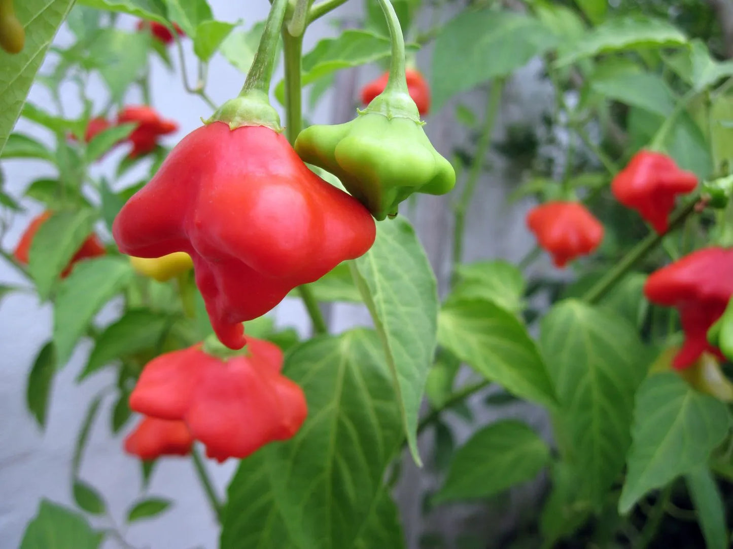 Bishops Crown Chili Pepper Vegetable Seeds ( 100 seeds ) - Basic Farm House