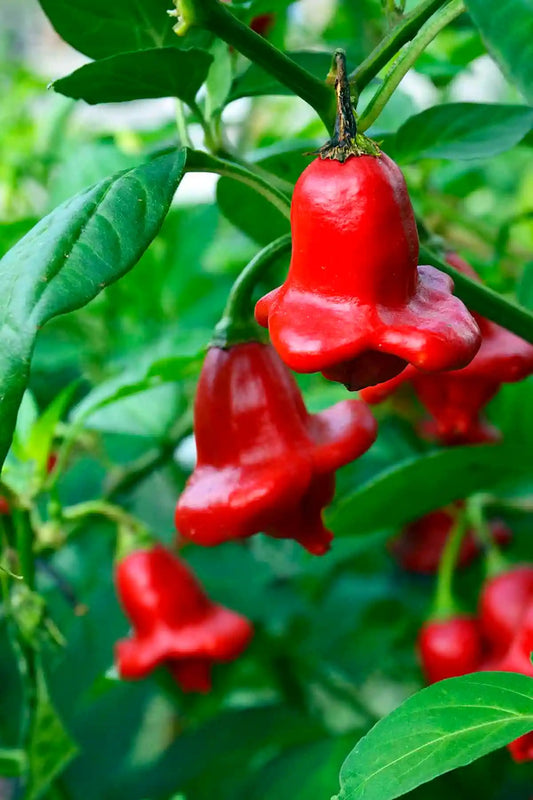 Bishops Crown Chili Pepper Vegetable Seeds ( 100 seeds ) - Basic Farm House