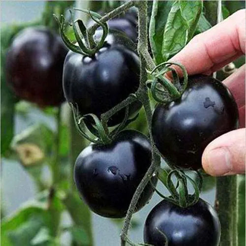 Black Cherry Millenial Tomato Vegetable Seeds ( 100 seeds ) - Basic Farm House