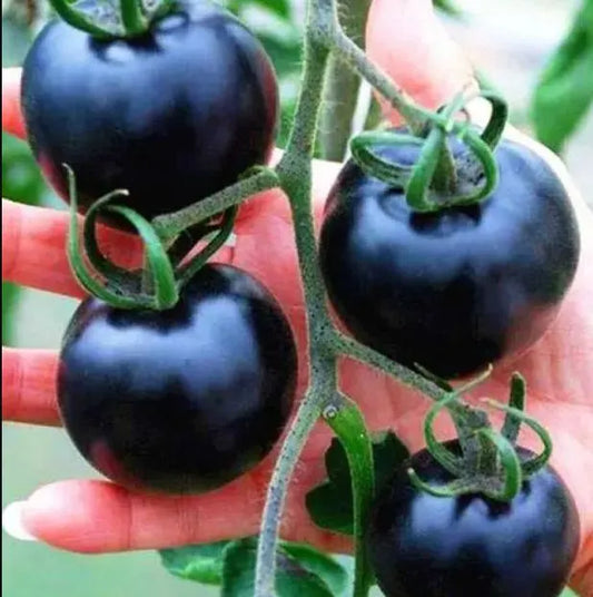 Black Cherry Millenial Tomato Vegetable Seeds ( 100 seeds ) - Basic Farm House