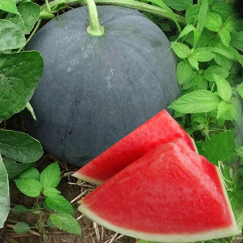 Sweet Black Round Seedless Watermelon  Seeds ( 30 seeds ) - Basic Farm House