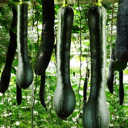 Black King Long Sweet Pumpkin Kalabasa Vegetable Variety Seeds ( 20 seeds ) - Basic Farm House