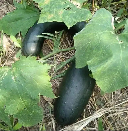 Black King Long Sweet Pumpkin Kalabasa Vegetable Variety Seeds ( 20 seeds ) - Basic Farm House