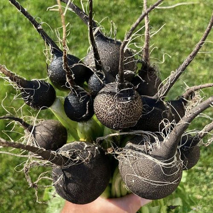 Organic Black Cherry Belle Radish Variety Vegetable Seeds ( 300 seeds ) - Basic Farm House