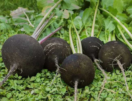Organic Black Cherry Belle Radish Variety Vegetable Seeds ( 300 seeds ) - Basic Farm House