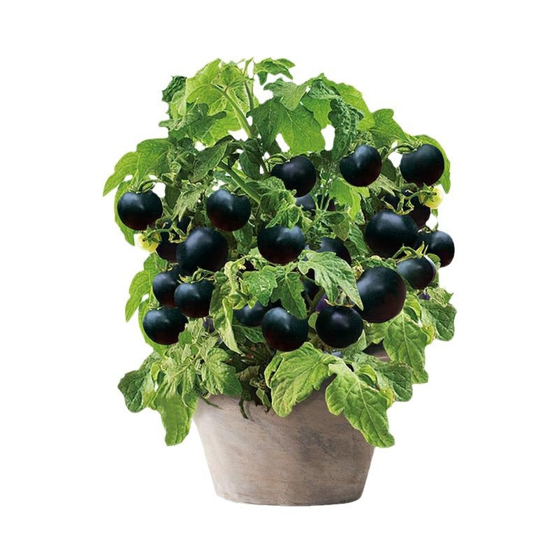 Premium Pack Black Cherry Potted Tomato Vegetable Seeds ( 100 seeds ) - Basic Farm House