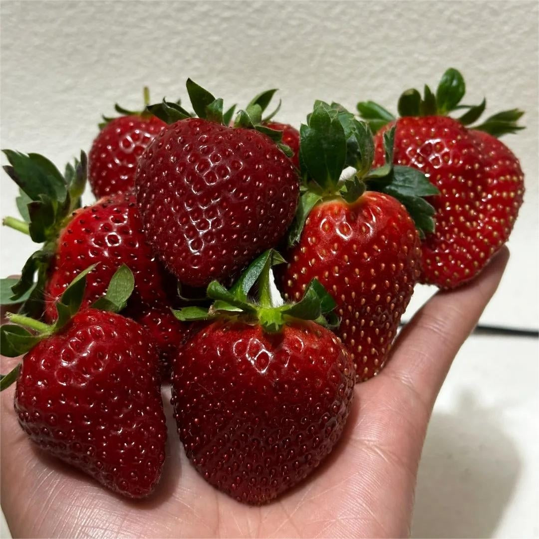 NEW Black Pearl Strawberry Fruit Vegetable Seeds ( 400 seeds ) - Basic Farm House