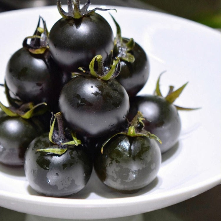 Premium Pack Black Cherry Potted Tomato Vegetable Seeds ( 100 seeds ) - Basic Farm House