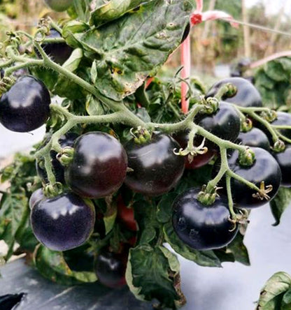 Premium Pack Black Cherry Potted Tomato Vegetable Seeds ( 100 seeds ) - Basic Farm House