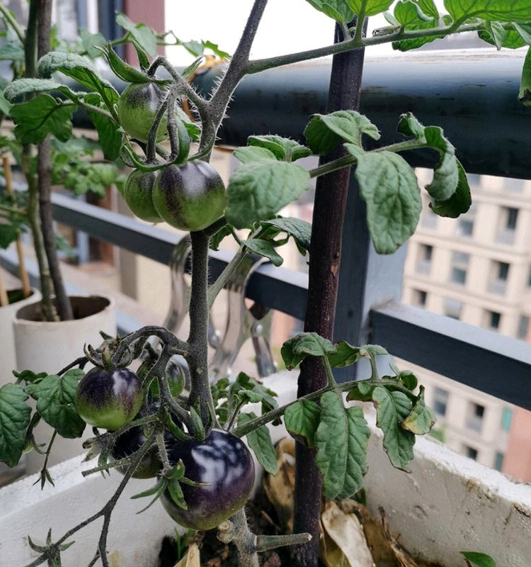 Premium Pack Black Cherry Potted Tomato Vegetable Seeds ( 100 seeds ) - Basic Farm House