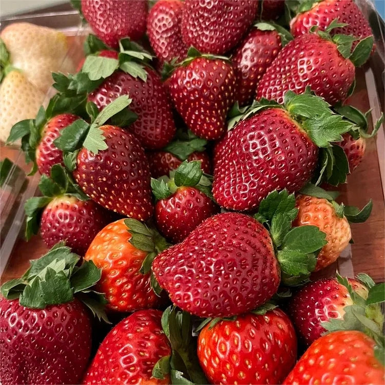 NEW Black Pearl Strawberry Fruit Vegetable Seeds ( 400 seeds ) - Basic Farm House