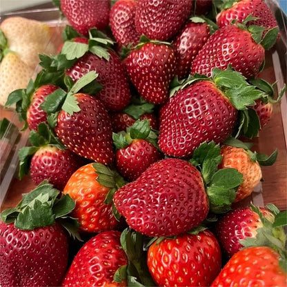 NEW Black Pearl Strawberry Fruit Vegetable Seeds ( 400 seeds ) - Basic Farm House