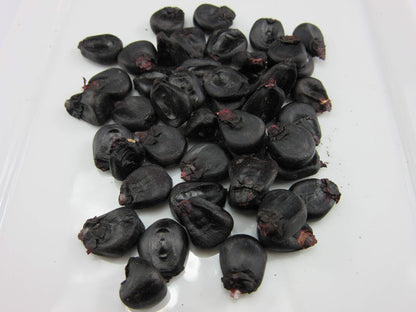 Sweet Black Waxy Corn Mais Vegetable Seeds (30 seeds) - Basic Farm House
