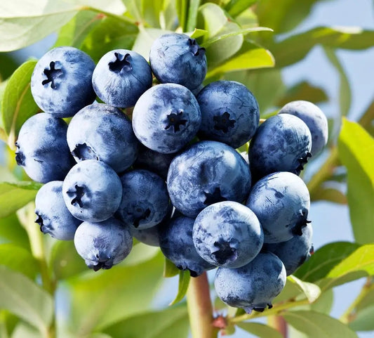 Blueberries Fruit Vegetable Seeds ( 300 seeds ) - Basic Farm House