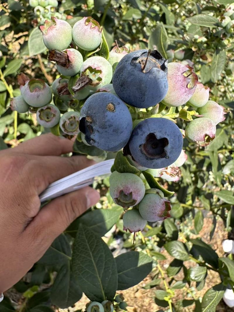 Blueberries Fruit Vegetable Seeds ( 300 seeds ) - Basic Farm House