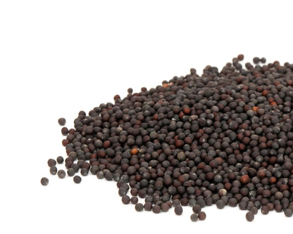 Mustard Mustasa Seeds 1000 Seeds – Fast Growing Leafy Vegetable | Backyard & Urban Gardening