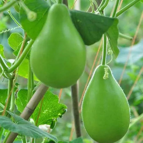 Chinese Bottle Oval Calabash Sponge Gourd UPO Vegetable Seeds ( 10 seeds ) - Basic Farm House
