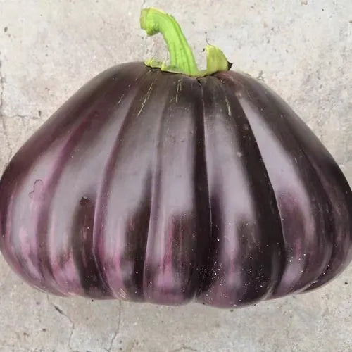 Giant Bread Purple Eggplant Vegetable Seeds ( 300 seeds ) - Basic Farm House