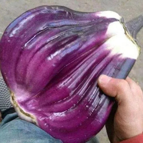 Giant Bread Purple Eggplant Vegetable Seeds ( 300 seeds ) - Basic Farm House