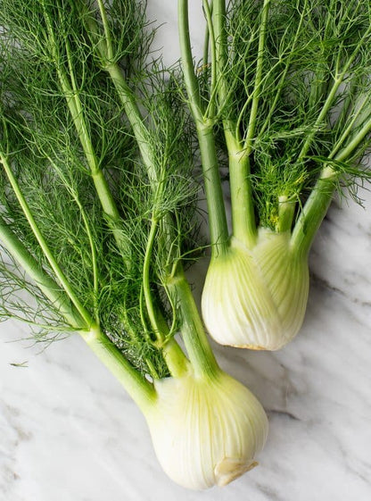 Bulb Fennel Cumin Herb Aromatic Vegetable Seeds ( 100 seeds ) - Basic Farm House