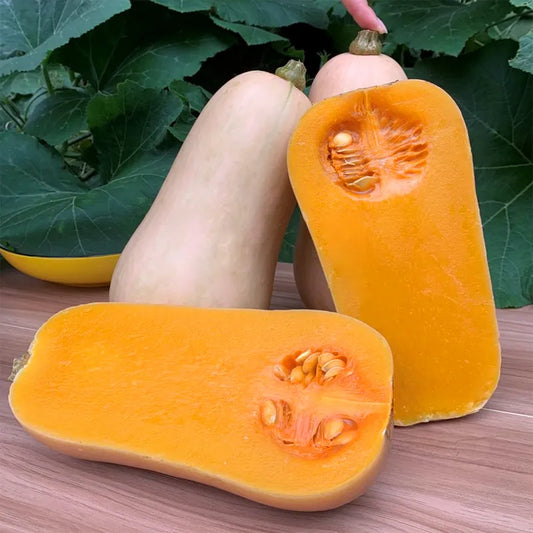Sweet Butternut Squash Pumpkin Kalabasa Vegetable Variety Seeds ( 10 seeds ) - Basic Farm House