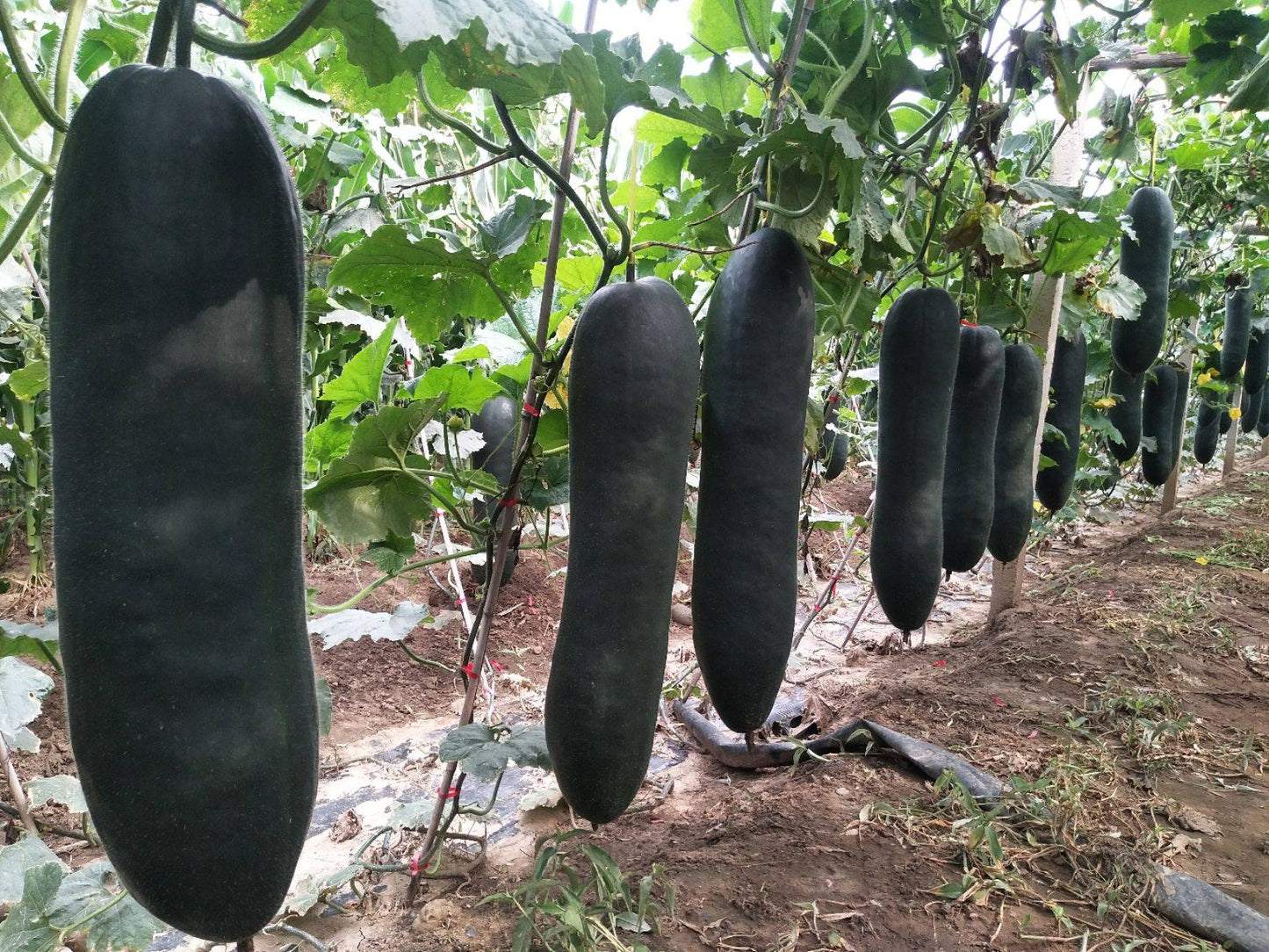 Black Winter Melon Seeds 30pcs High Germination | Easy to Grow Healthy Winter Melon Vegetable Seeds