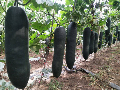 Black Winter Melon Seeds 30pcs High Germination | Easy to Grow Healthy Winter Melon Vegetable Seeds
