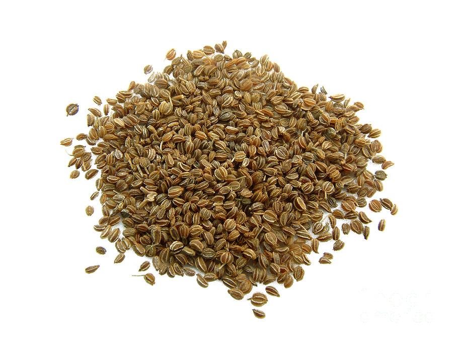 American Celery Herb Vegetable Seeds (3000 seeds) - Basic Farm House