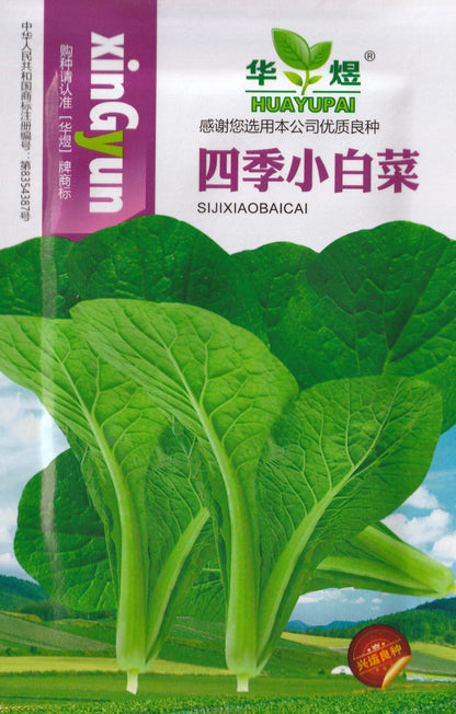 Chinese Ching Chiang Bok Choy Vegetable Seeds (800 seeds) - Basic Farm House