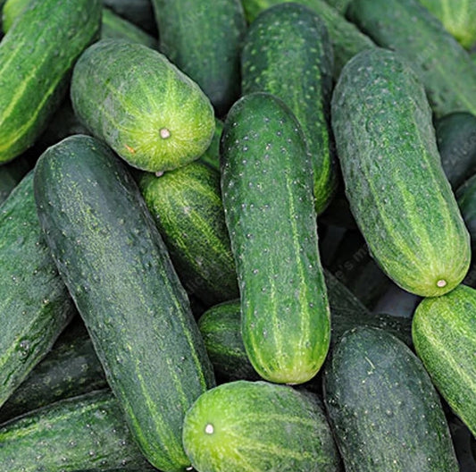 Crispy Cucumber Pipino Vegetable Seeds (30 seeds) - Basic Farm House
