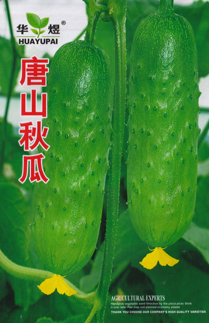 Crispy Cucumber Pipino Vegetable Seeds (30 seeds) - Basic Farm House