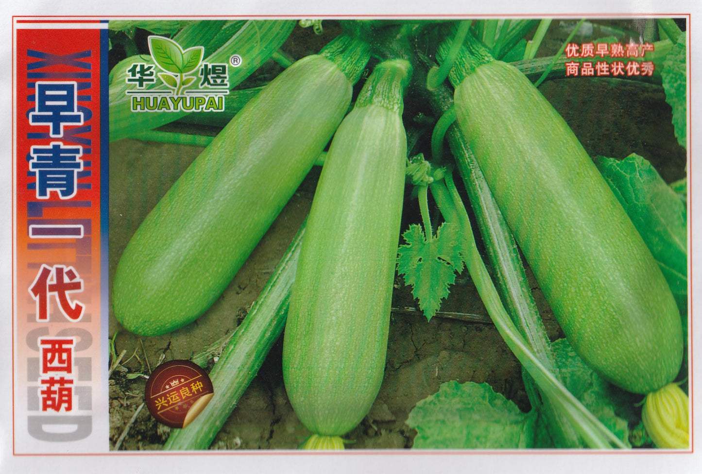 RARE Cuarzo Squash Upo Vegetable Seeds (20 seeds) - Basic Farm House