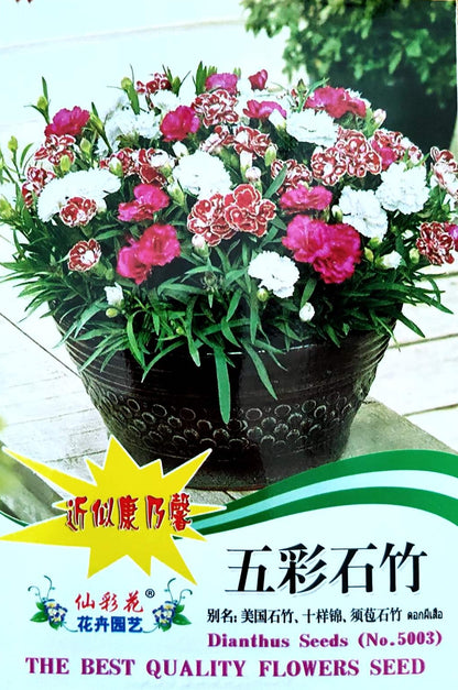 Hybrid Rainbow Color Dianthus Flower Seeds ( 550 seeds ) - Basic Farm House