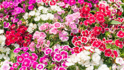 Hybrid Rainbow Color Dianthus Flower Seeds ( 550 seeds ) - Basic Farm House