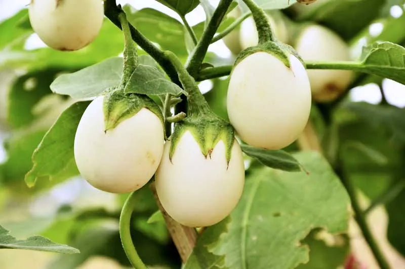 Golden White Easter Egg Eggplant Vegetable Seeds ( 100 seeds ) - Basic Farm House