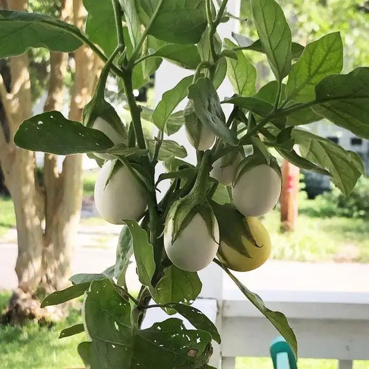 Golden White Easter Egg Eggplant Vegetable Seeds ( 100 seeds ) - Basic Farm House
