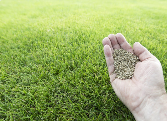 High Yield  Tall Fescue Drought Resistant Grass Seed 500grams  ( 100,000 seeds ) - Basic Farm House