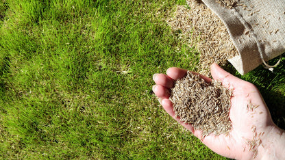 TRIAL PACK Tall Fescue Drought Resistant Grass Seeds 50grams  ( 10000 seeds ) - Basic Farm House