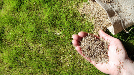 TRIAL PACK Tall Fescue Drought Resistant Grass Seeds 50grams  ( 10000 seeds ) - Basic Farm House