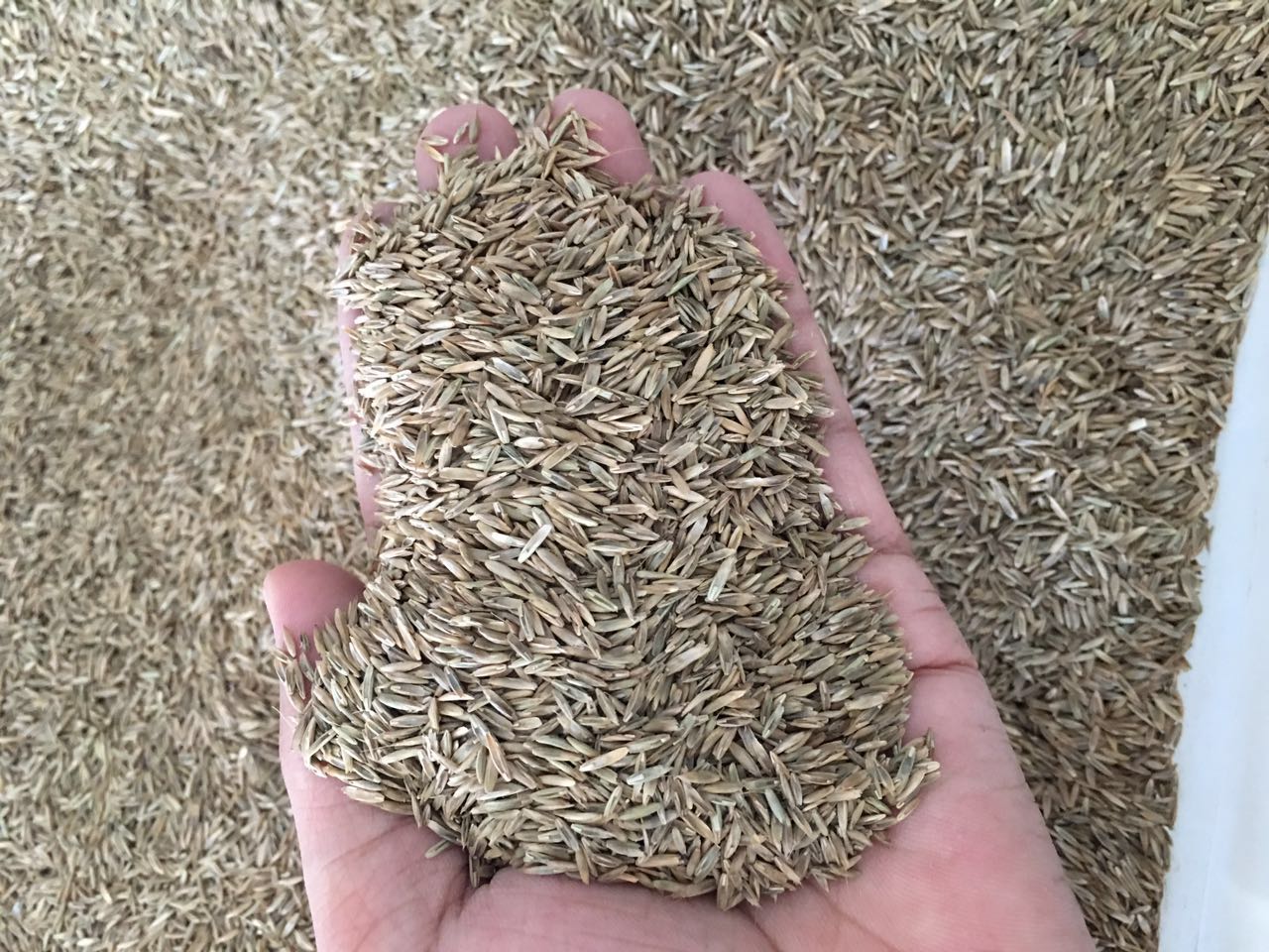 High Yield  Tall Fescue Drought Resistant Grass Seed 500grams  ( 100,000 seeds ) - Basic Farm House
