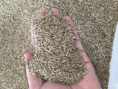 High Yield  Tall Fescue Drought Resistant Grass Seed 500grams  ( 100,000 seeds ) - Basic Farm House