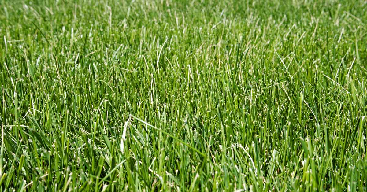 High Yield  Tall Fescue Drought Resistant Grass Seed 500grams  ( 100,000 seeds ) - Basic Farm House
