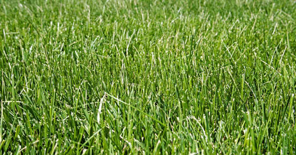 High Yield  Tall Fescue Drought Resistant Grass Seed 500grams  ( 100,000 seeds ) - Basic Farm House