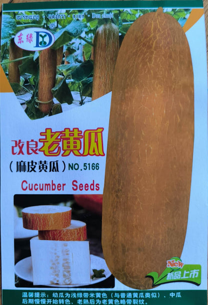 Yellow Golden Fruit Cucumber Pipino Seeds ( 20 seeds ) - Basic Farm House
