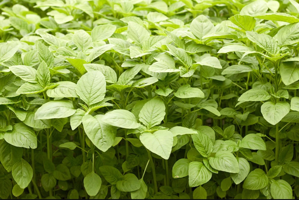 Premium Pack Green Amaranth Kulitis Variety Vegetable Seeds ( 10000 seeds ) - Basic Farm House