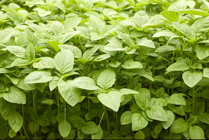 Premium Pack Green Amaranth Kulitis Variety Vegetable Seeds ( 10000 seeds ) - Basic Farm House